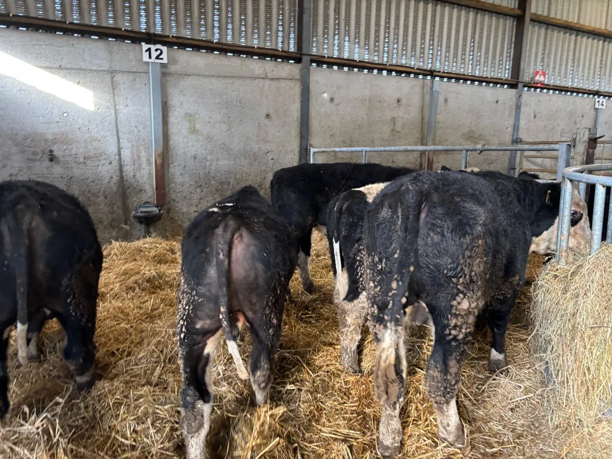 5 super 420 kg Hereford bullocks - Image 1