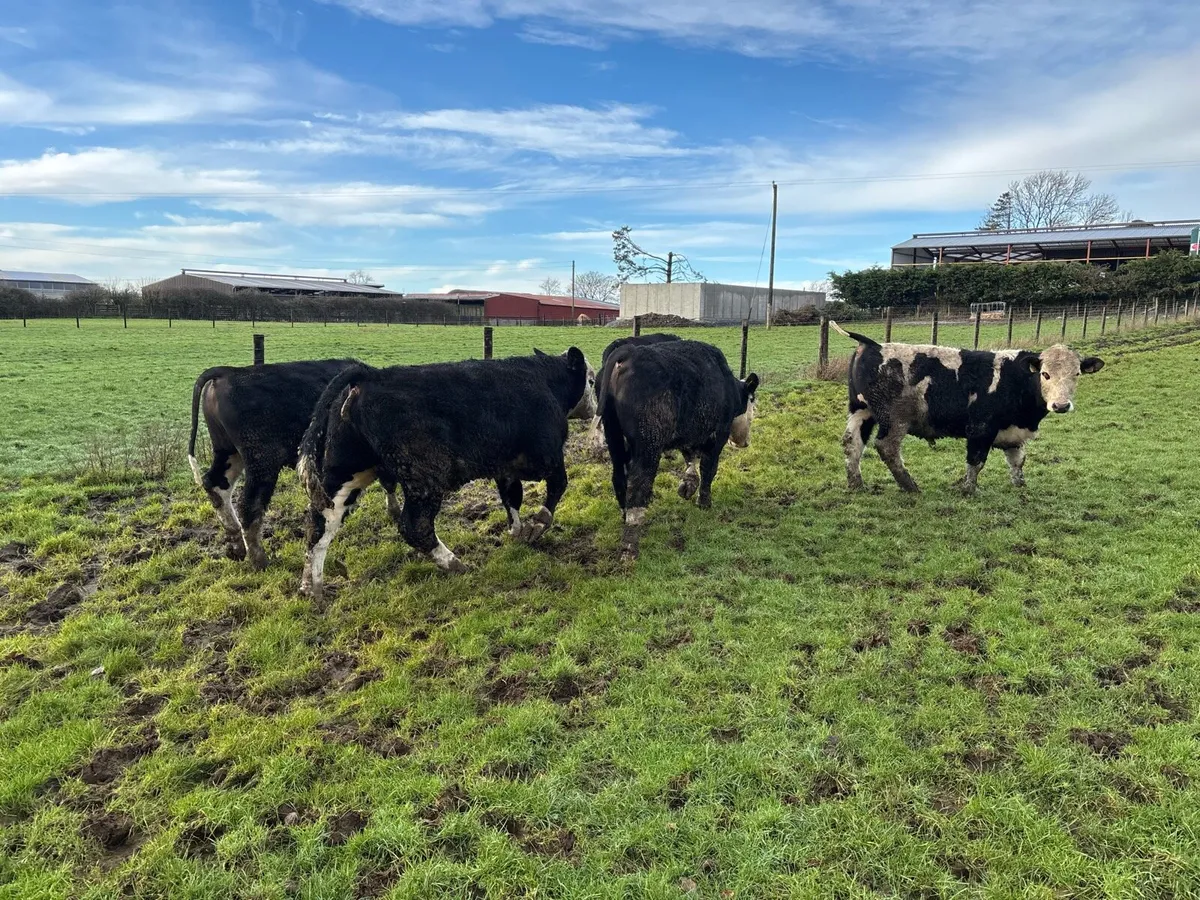 5 super 420 kg Hereford bullocks - Image 4