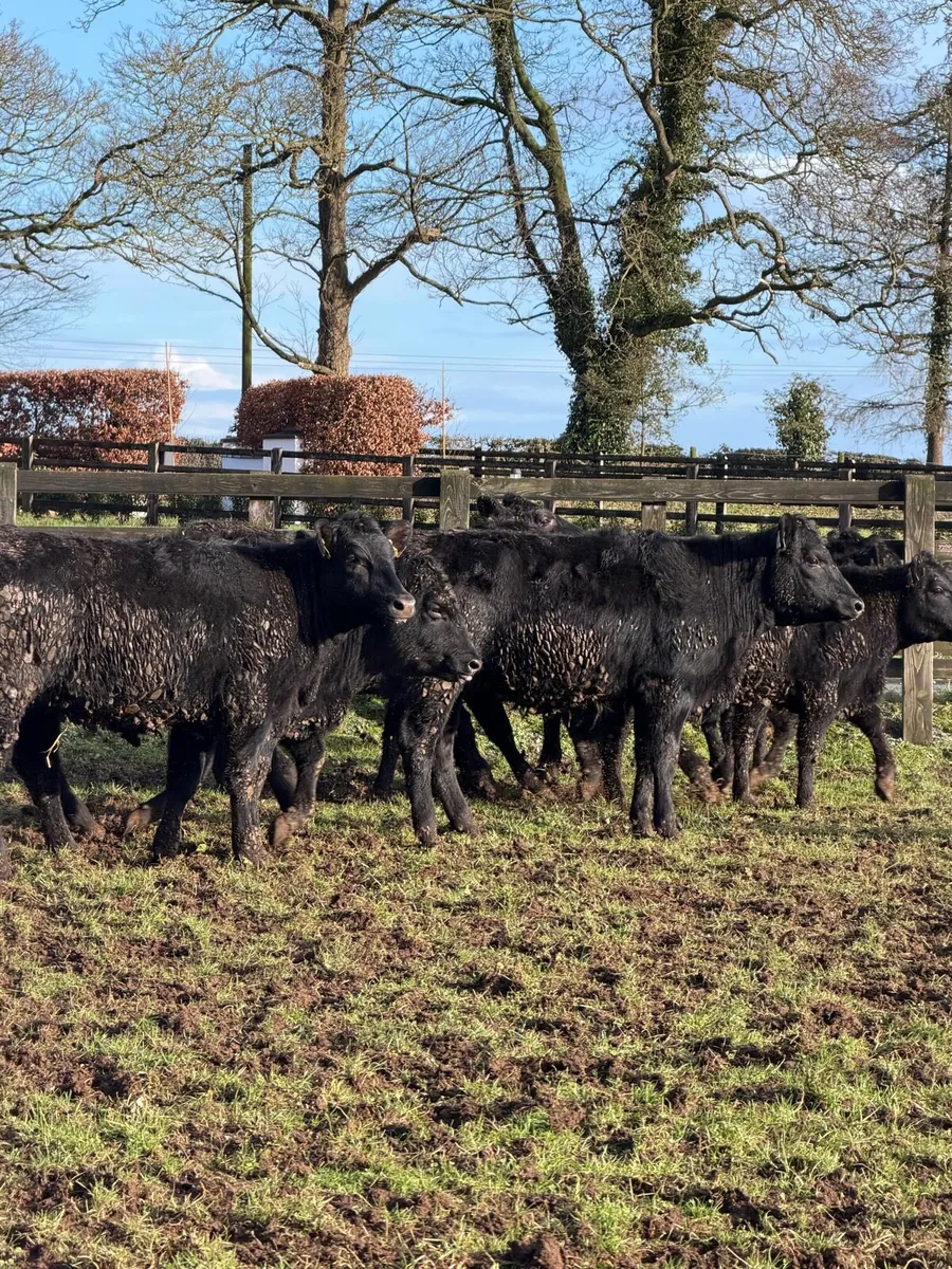15 super Aberdeen Angus Heifers - Image 3