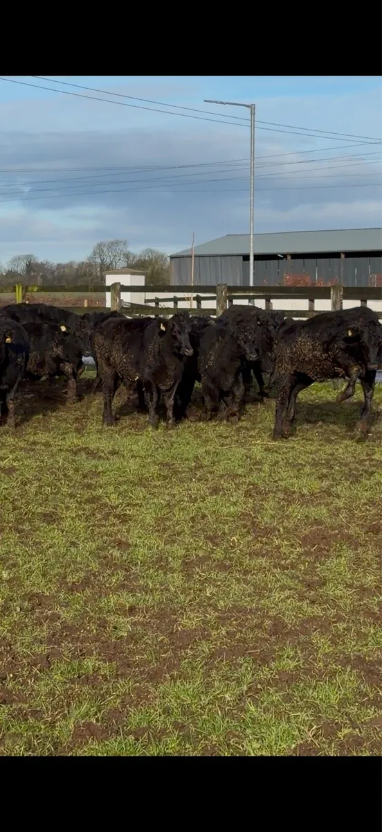 15 super Aberdeen Angus Heifers - Image 4
