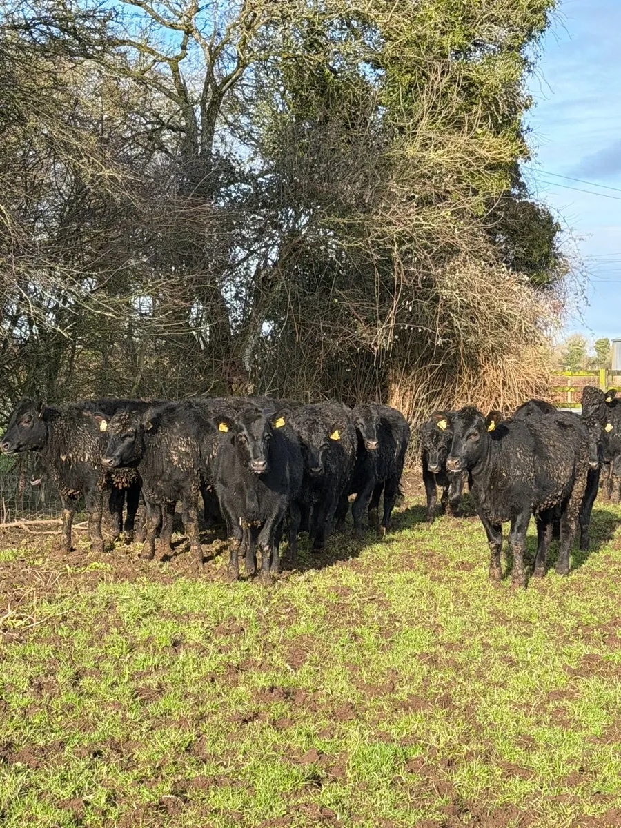 15 super Aberdeen Angus Heifers - Image 1