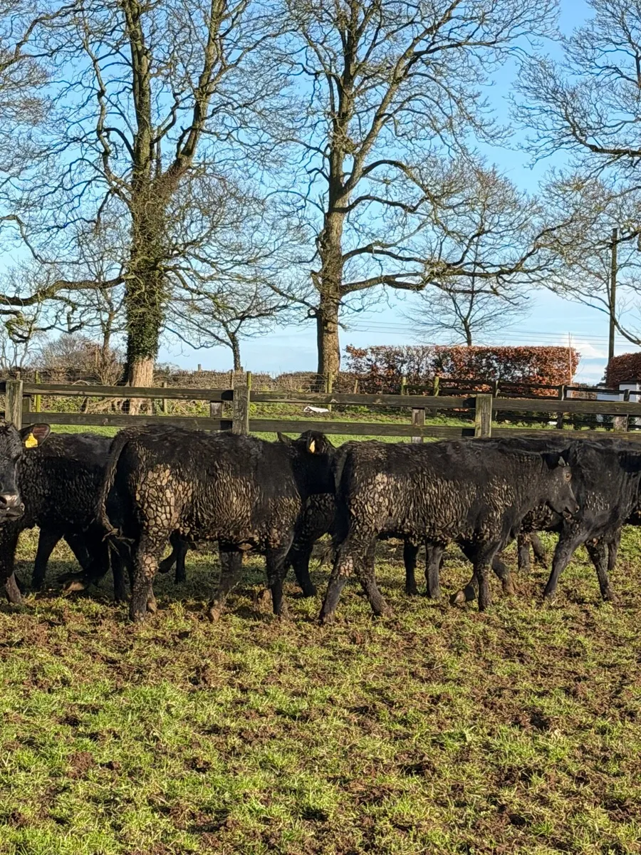 15 super Aberdeen Angus Heifers - Image 2