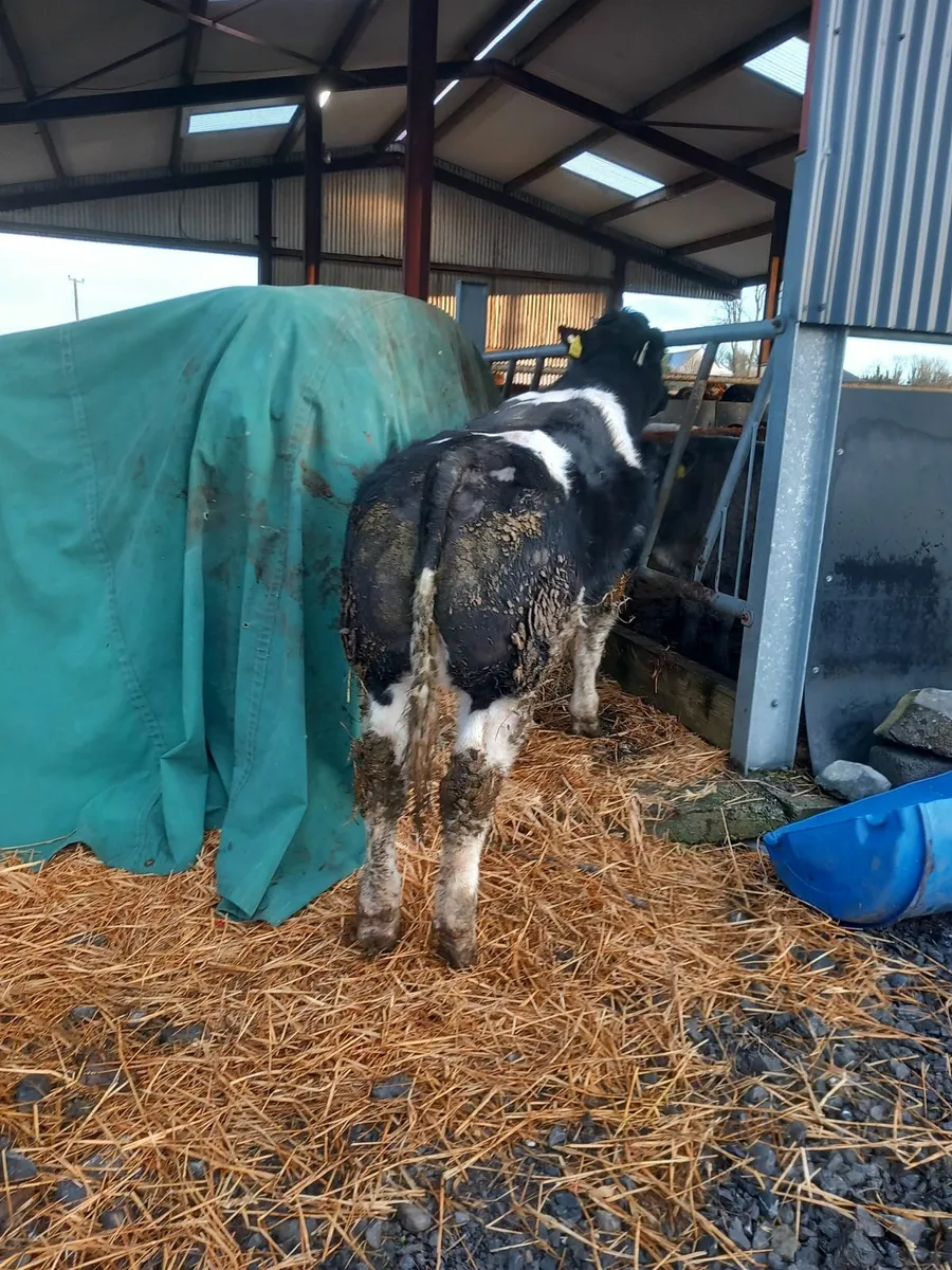 Blue hefers ennis mart tuesday - Image 4