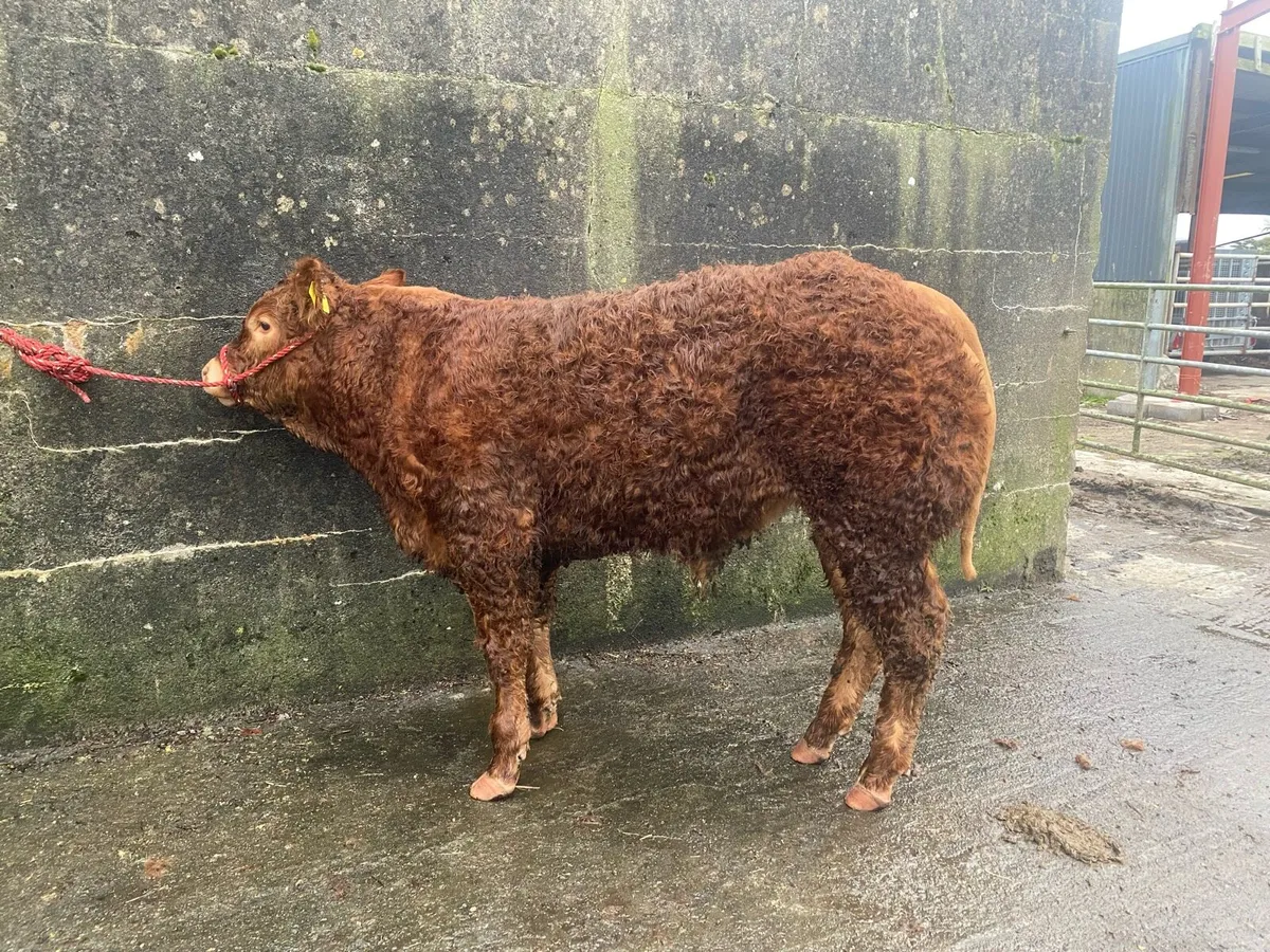 PBR LIMOUSIN BULL WEANLING - Image 1