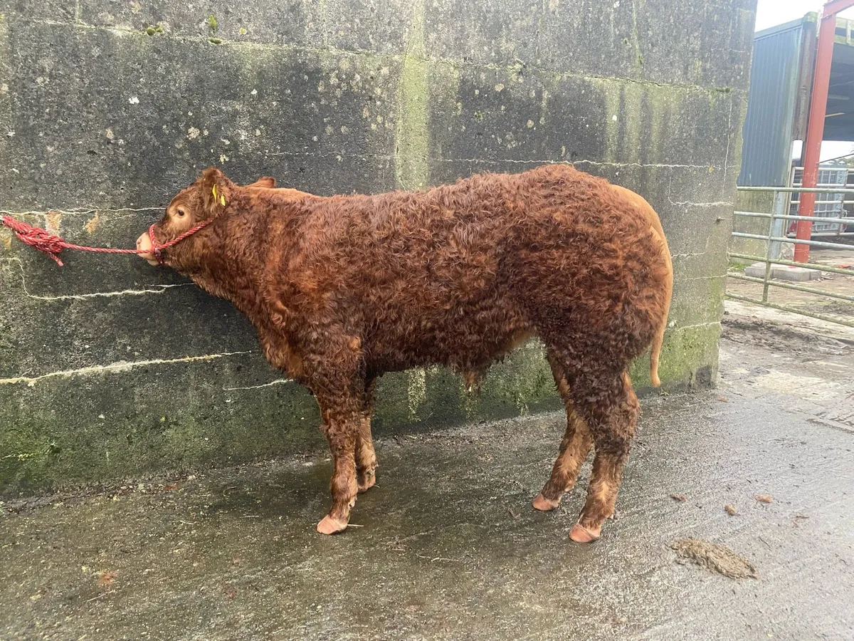 PBR LIMOUSIN BULL WEANLING - Image 2