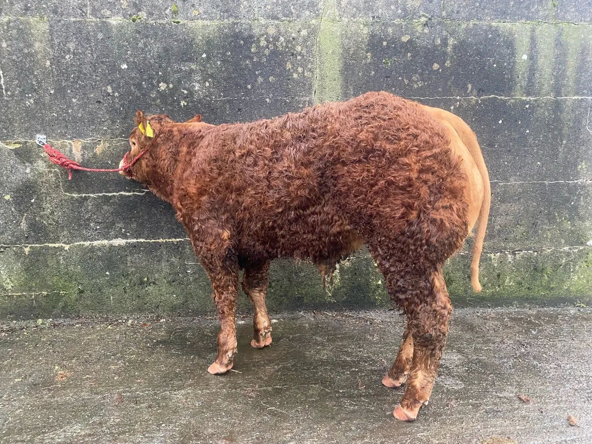 PBR LIMOUSIN BULL WEANLING - Image 3