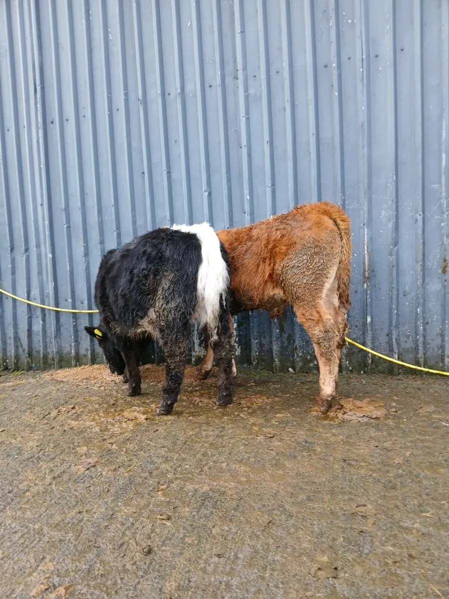 2 bull weanlings - Image 1