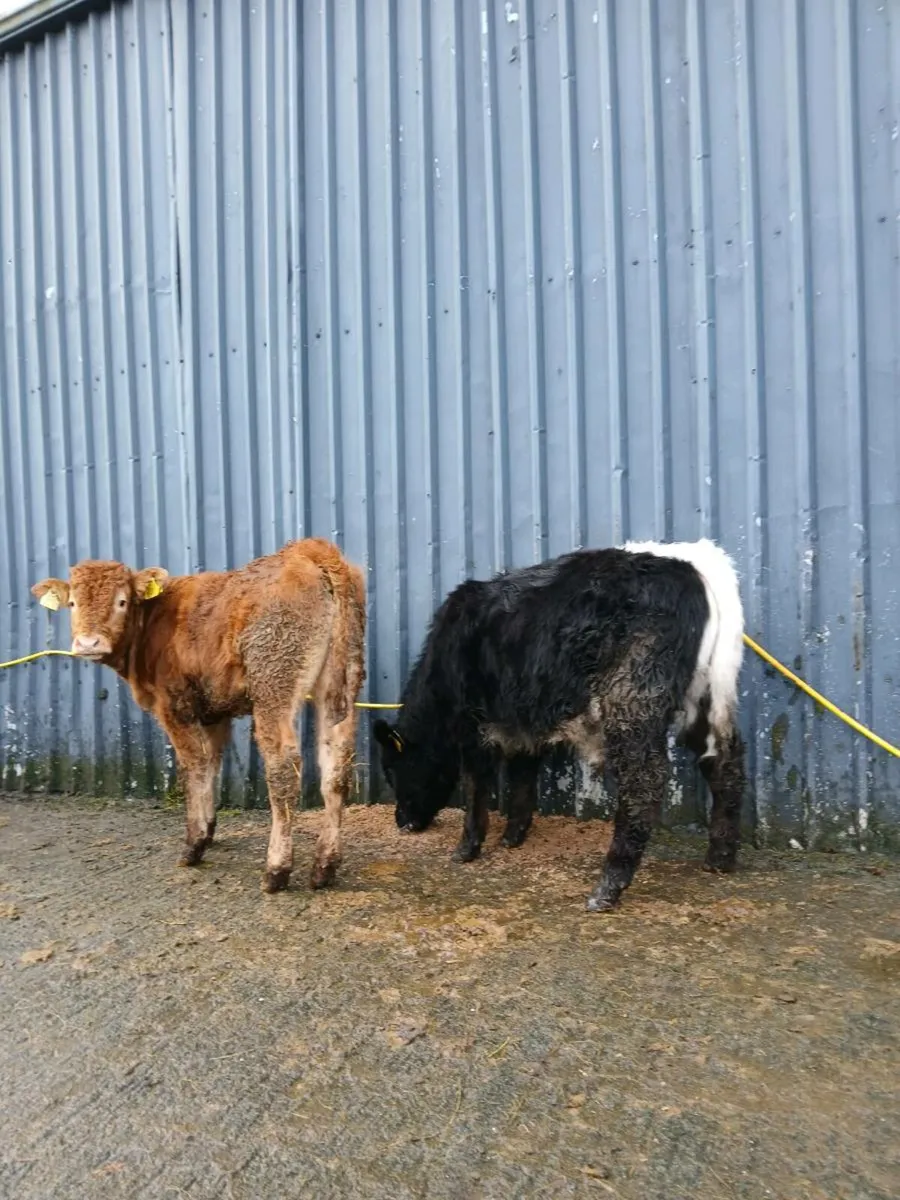 2 bull weanlings - Image 2