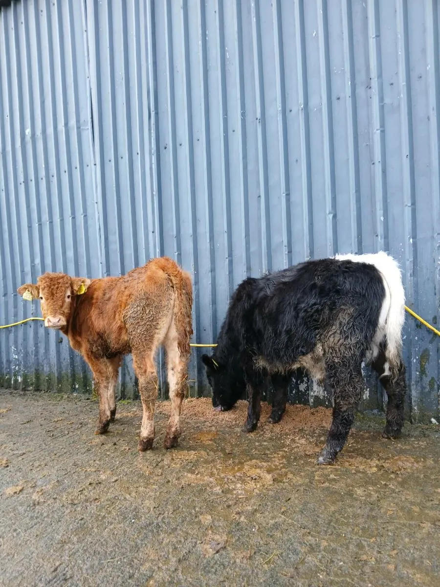 2 bull weanlings - Image 3