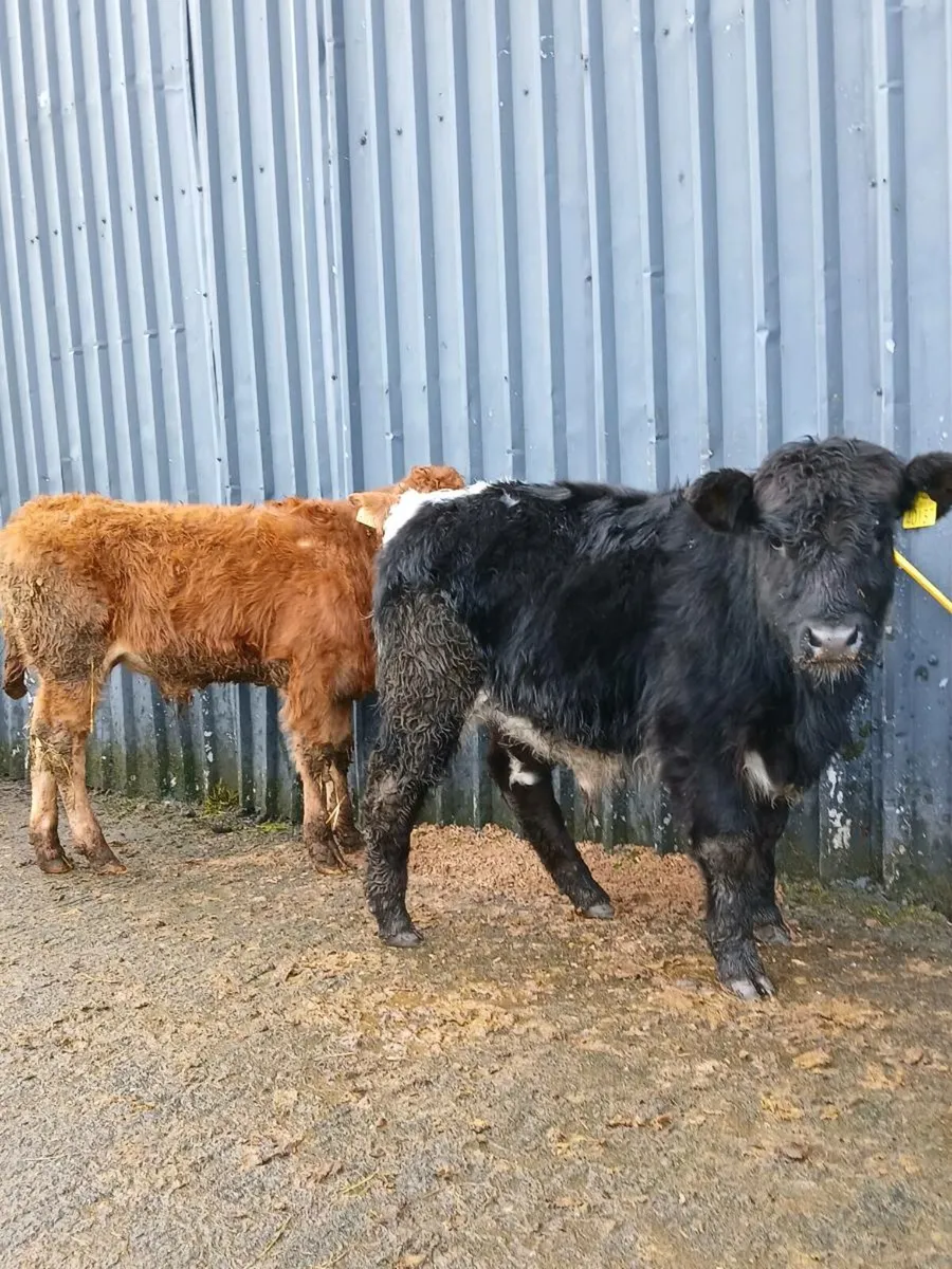 2 bull weanlings - Image 4