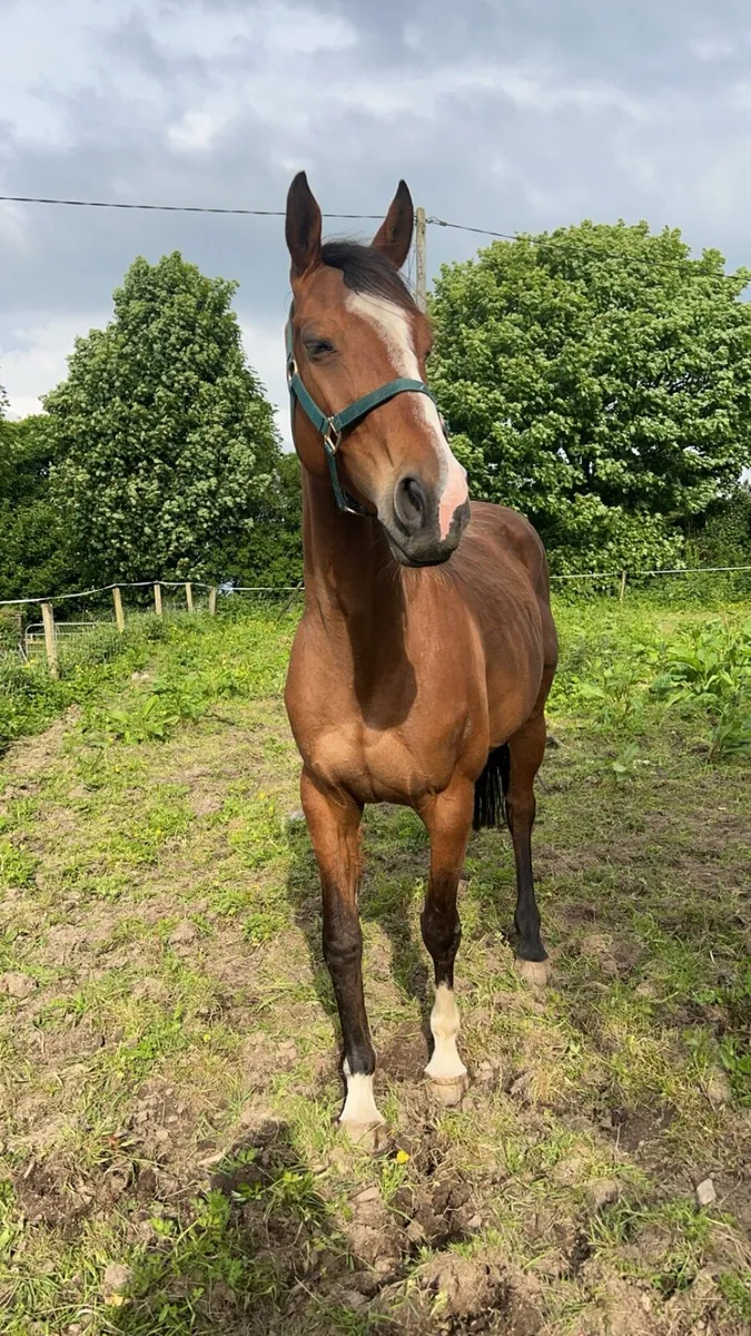 15.3 gelding - Image 1