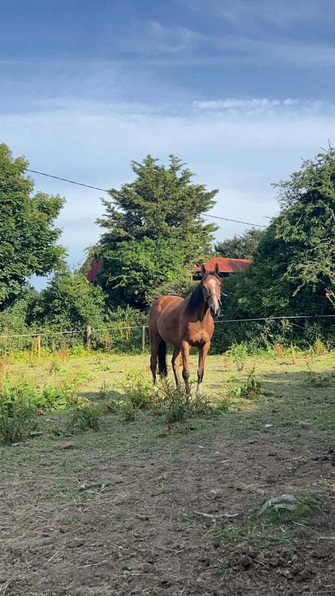 15.3 gelding - Image 3