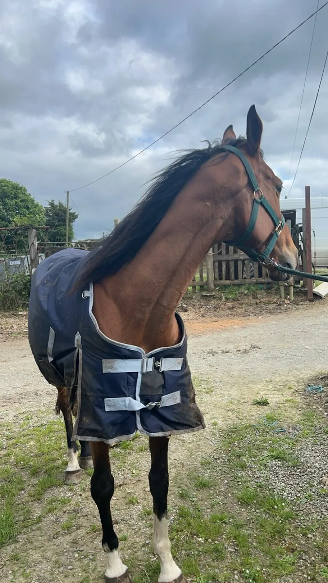 15.3 gelding - Image 4