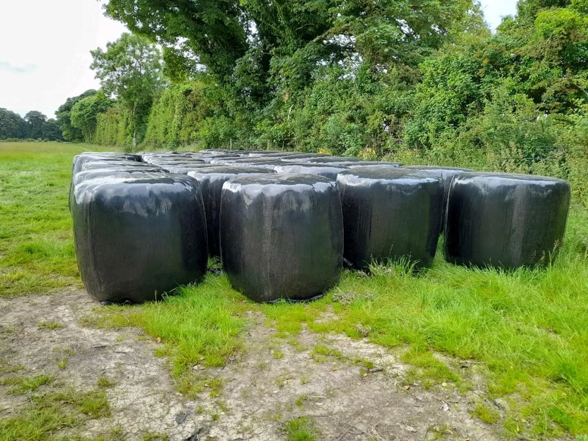 Baled silage - Image 4