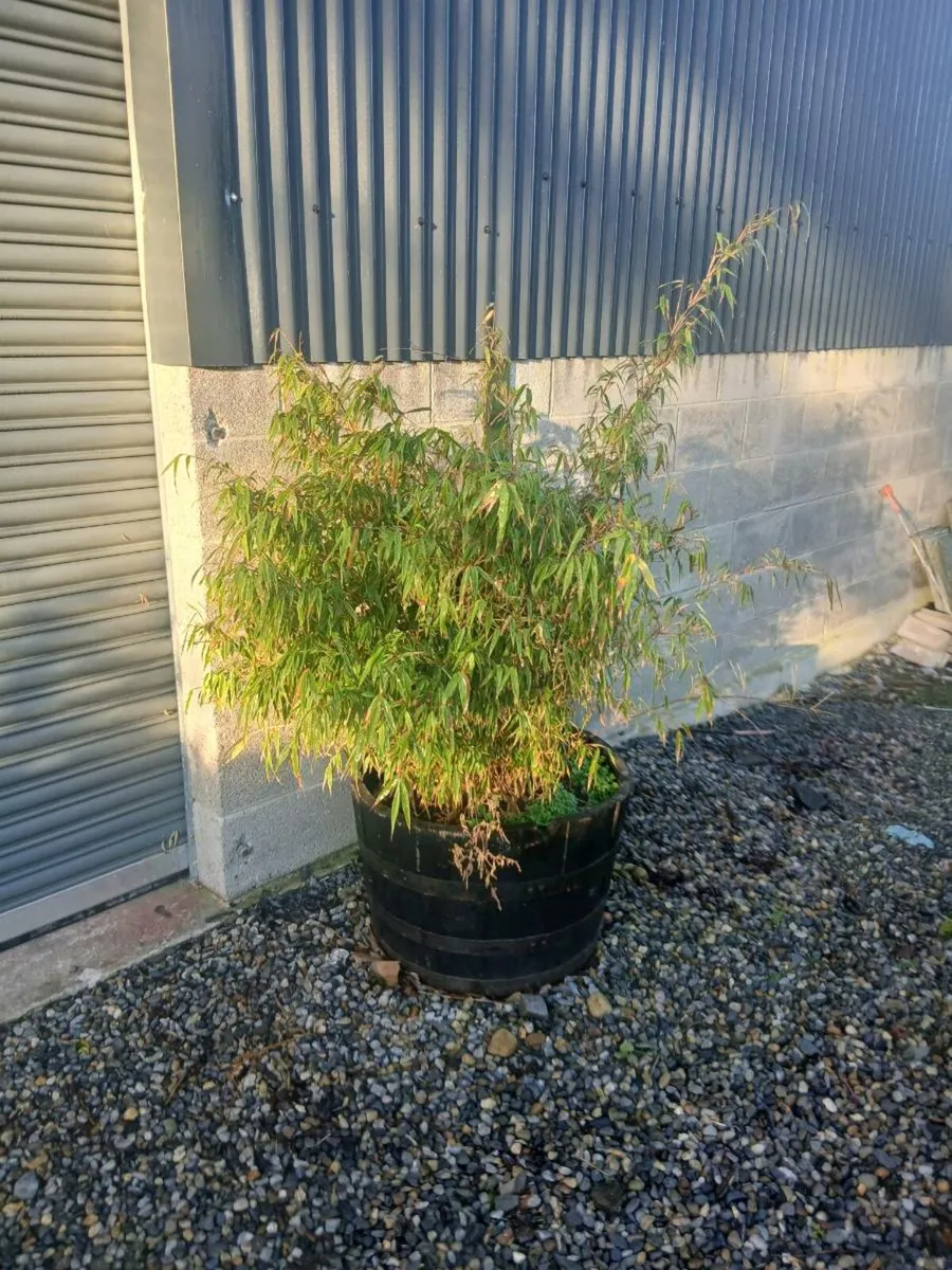 Bamboo plants - Image 1