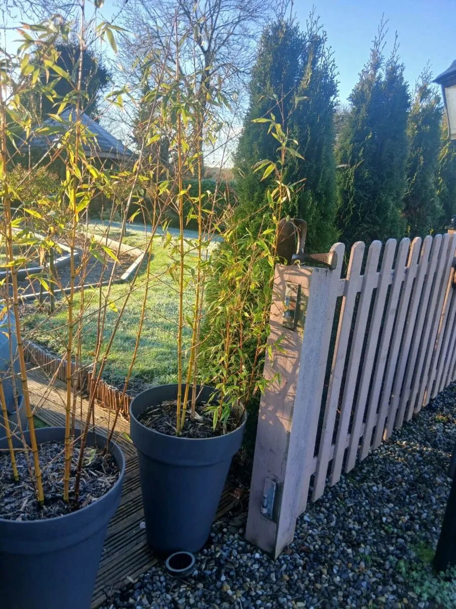 Bamboo plants - Image 3