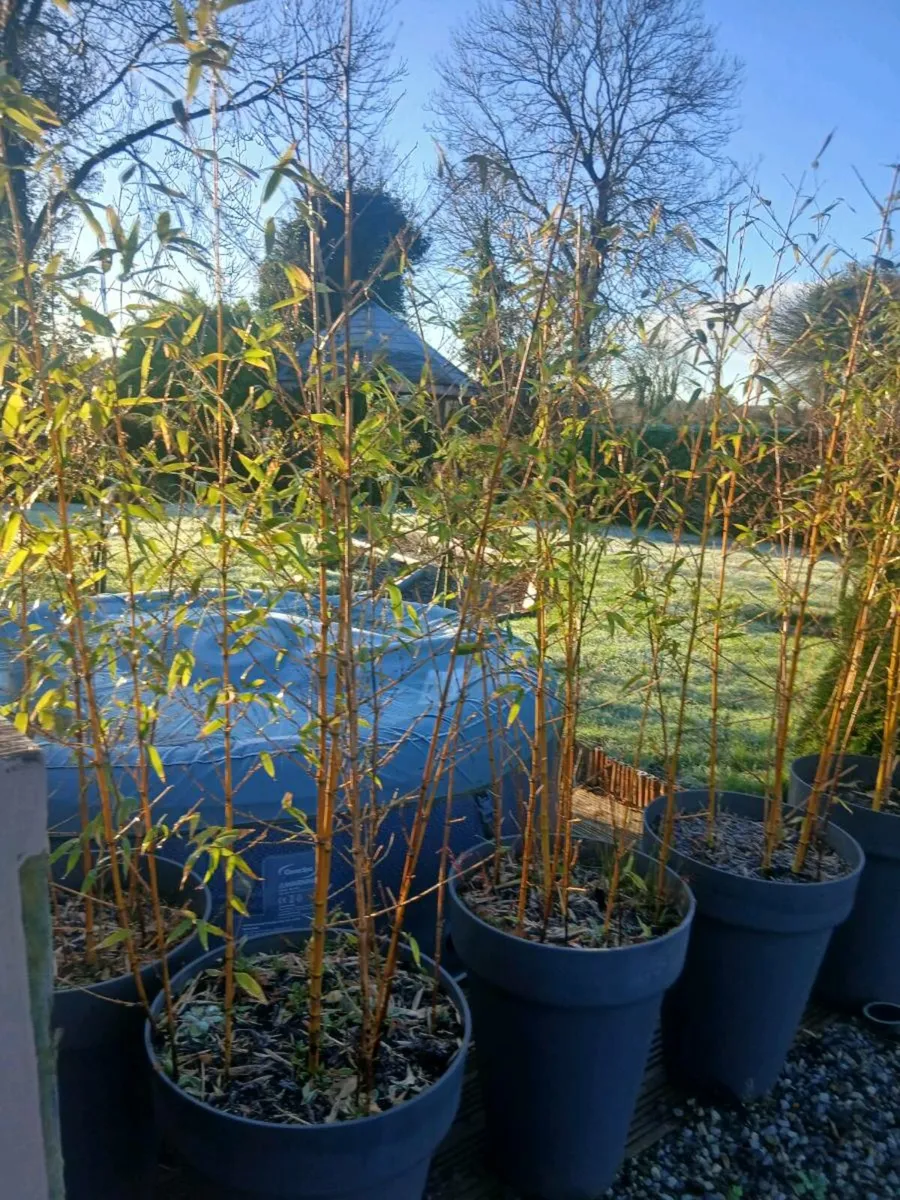 Bamboo plants - Image 4