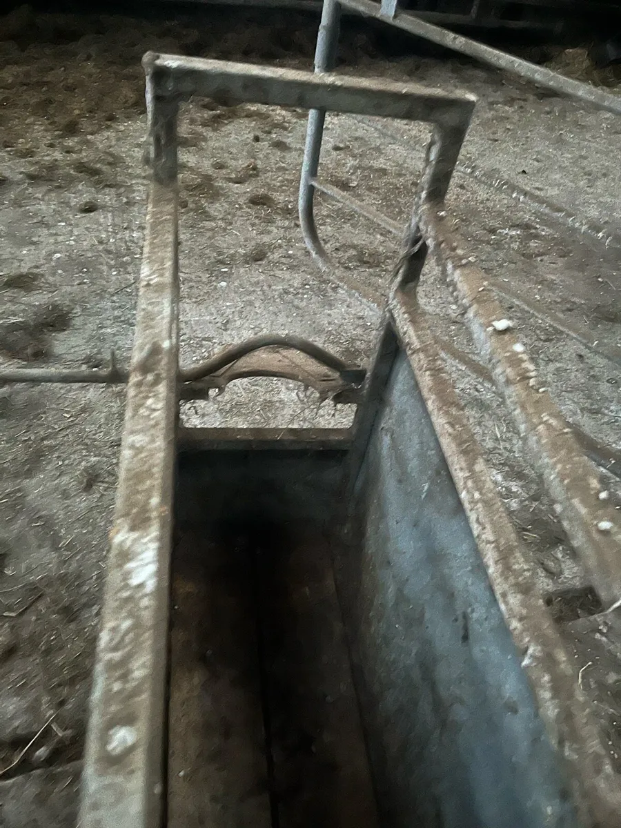 Calf dehorning box - Image 2