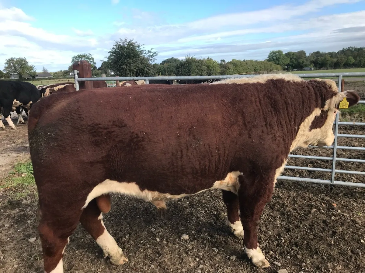 Hereford Bulls - Image 1