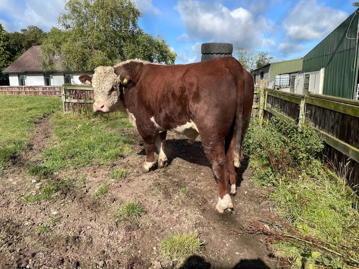 Hereford Bulls - Image 2