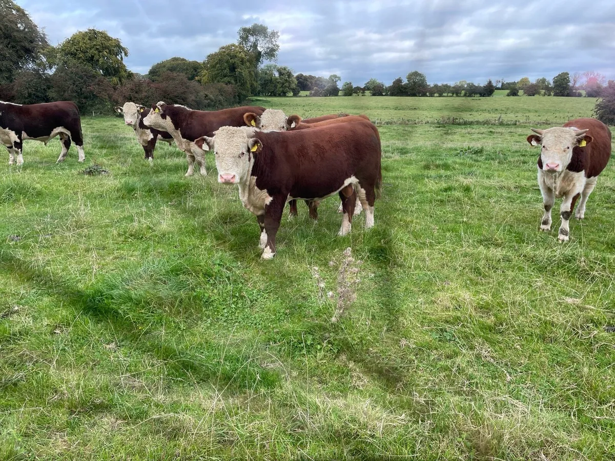 Hereford Bulls - Image 3