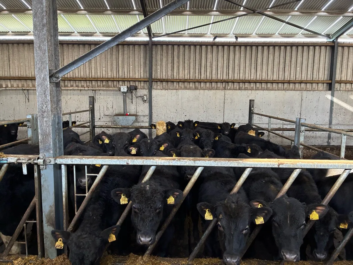 Bull weanlings - Image 2