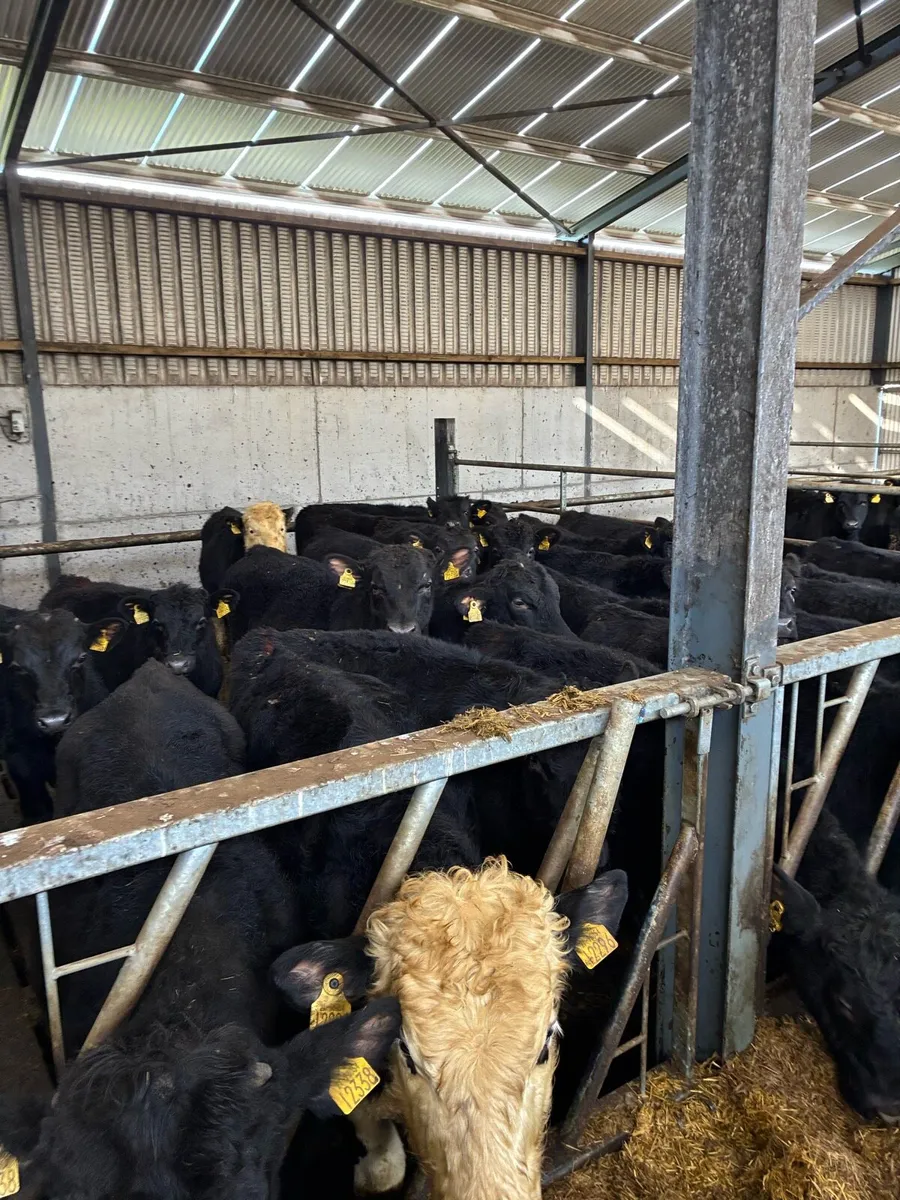 Bull weanlings - Image 3