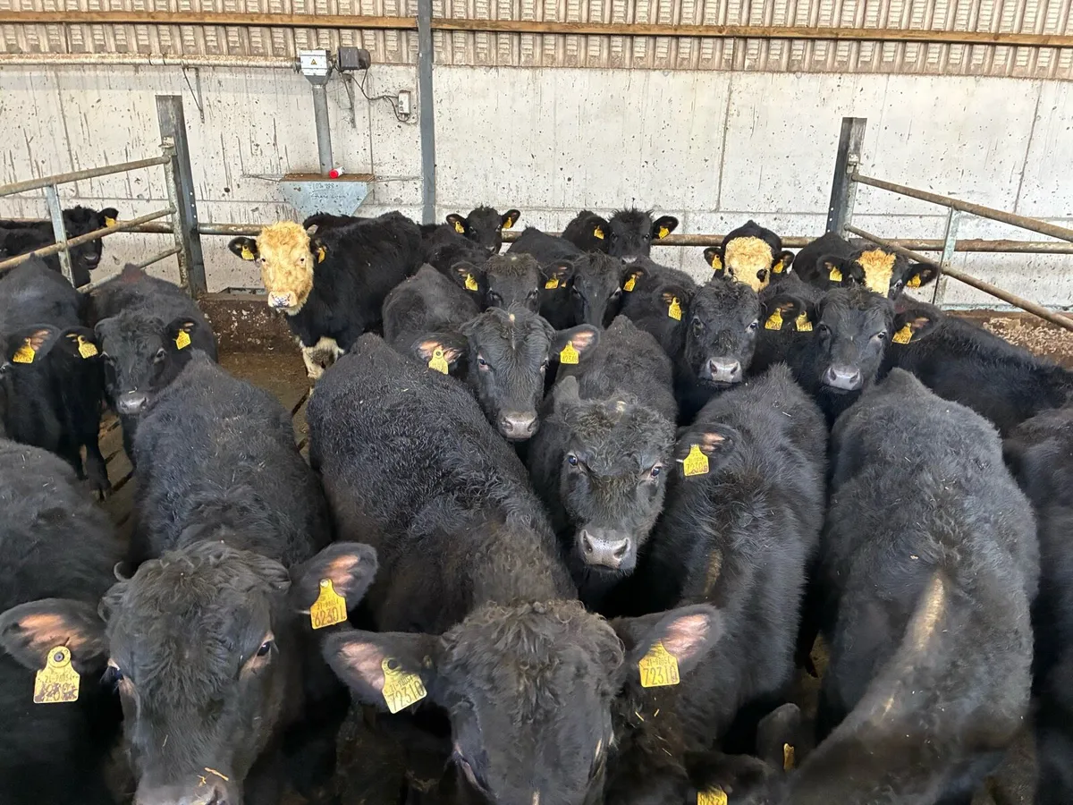 Bull weanlings - Image 1