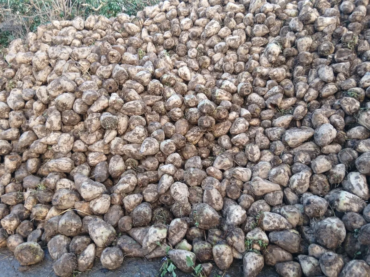 Sugar Beet