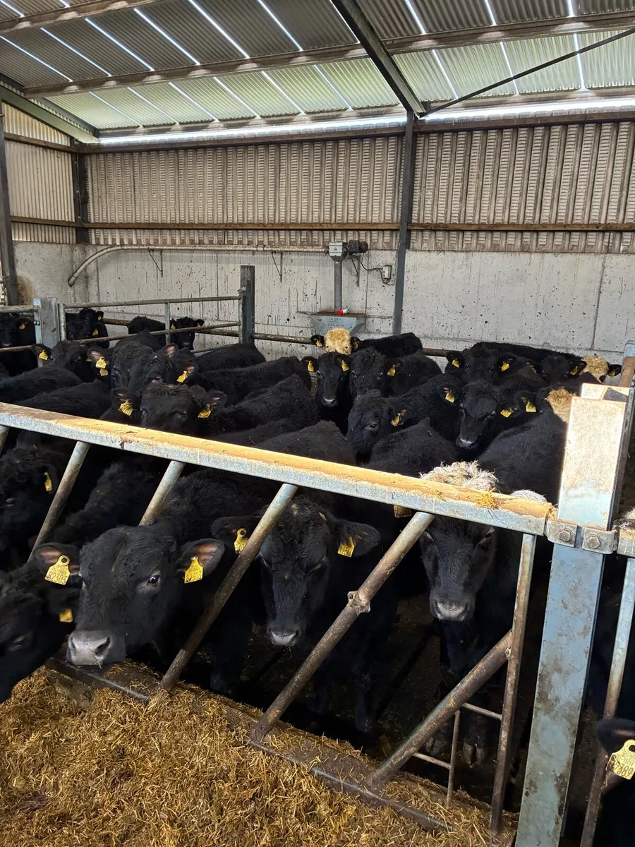 Bull weanlings - Image 4