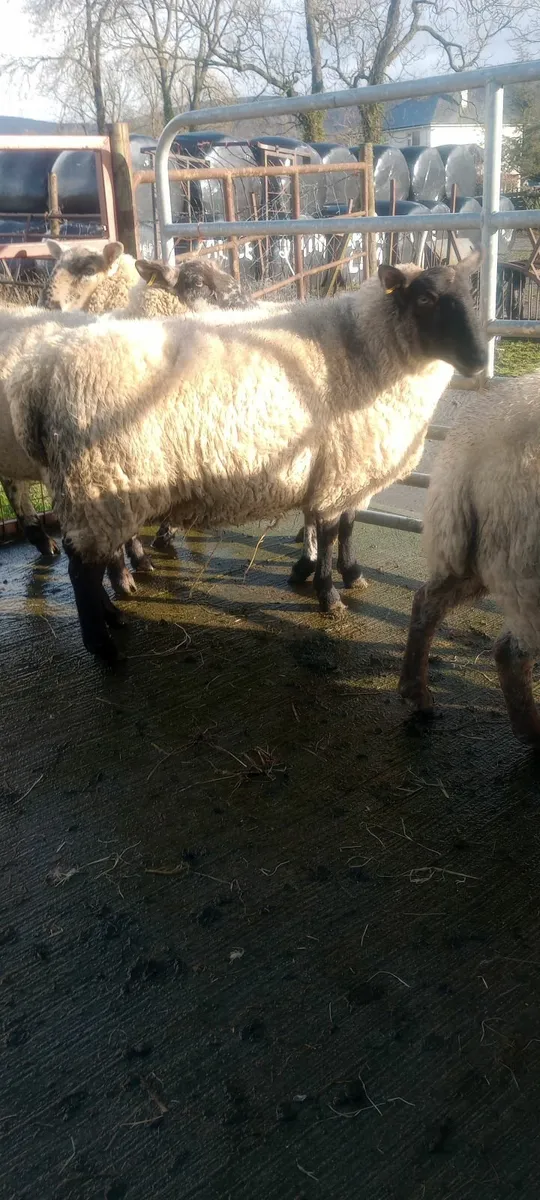2yr old inlamb ewes - Image 2