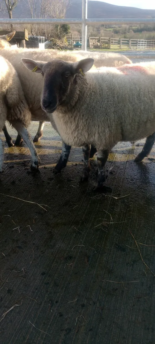 2yr old inlamb ewes - Image 4