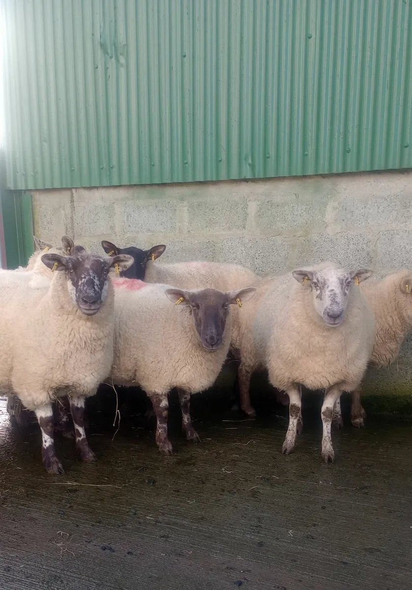 2yr old inlamb ewes - Image 1