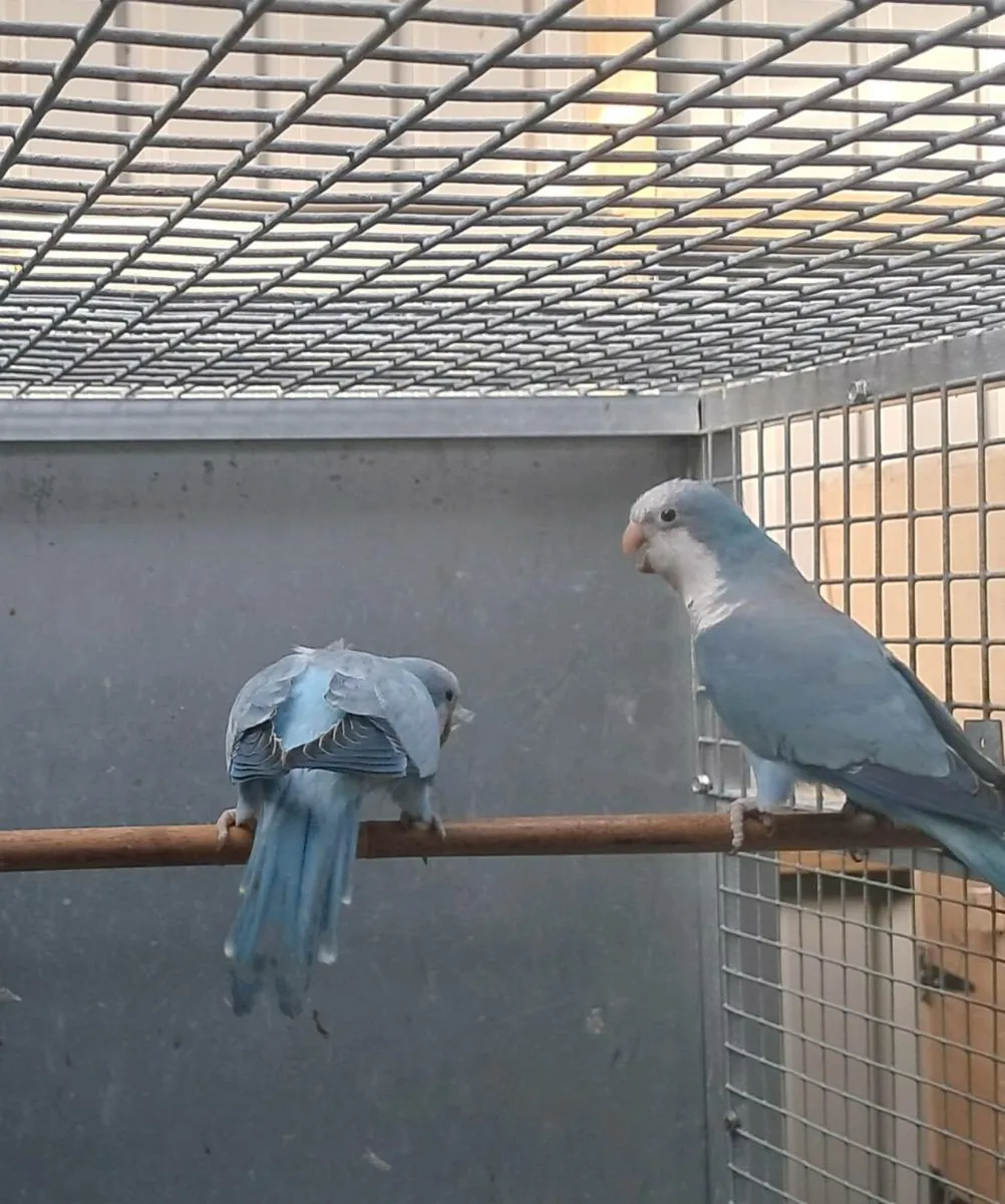 Quakers / Monks parakeets - Image 1