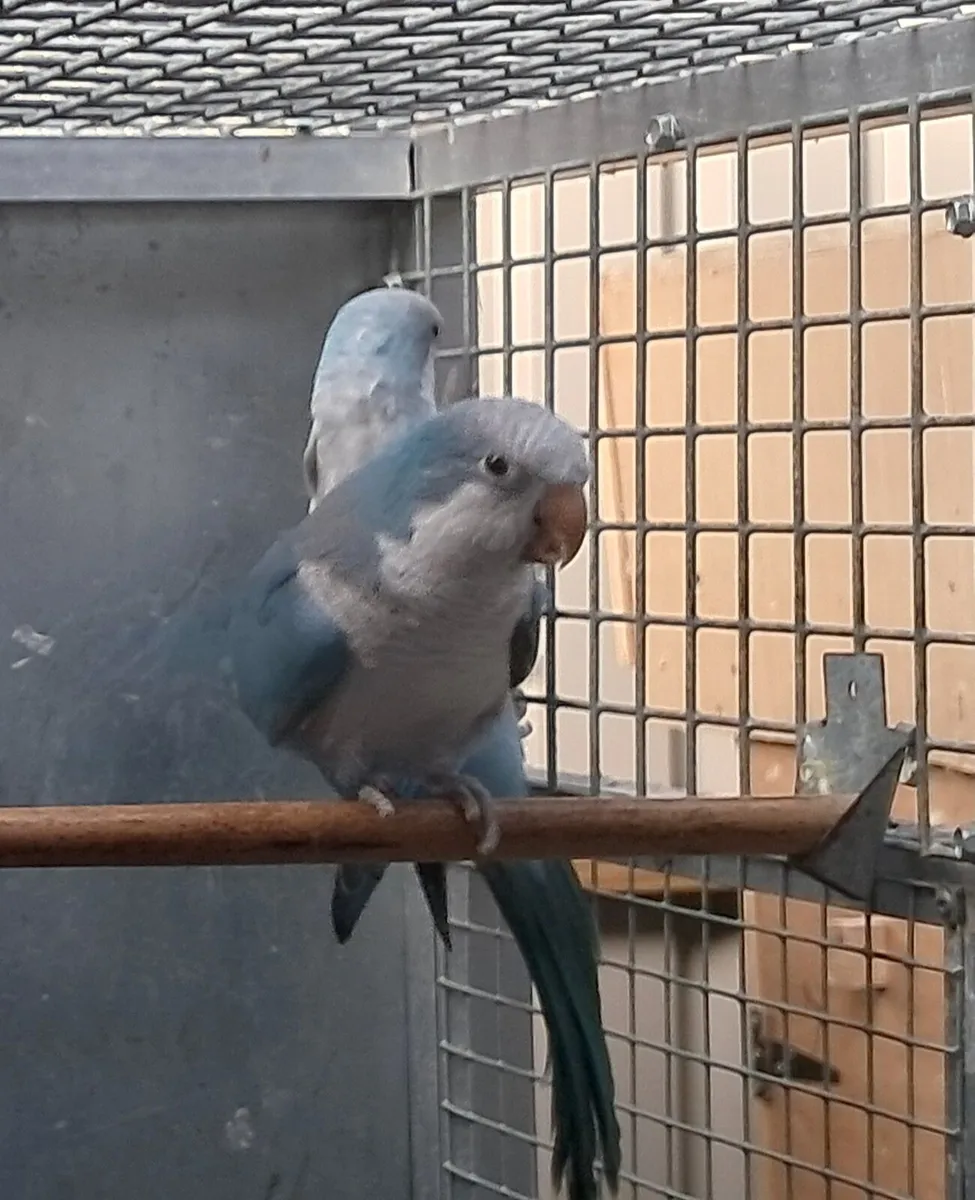 Quakers / Monks parakeets - Image 2