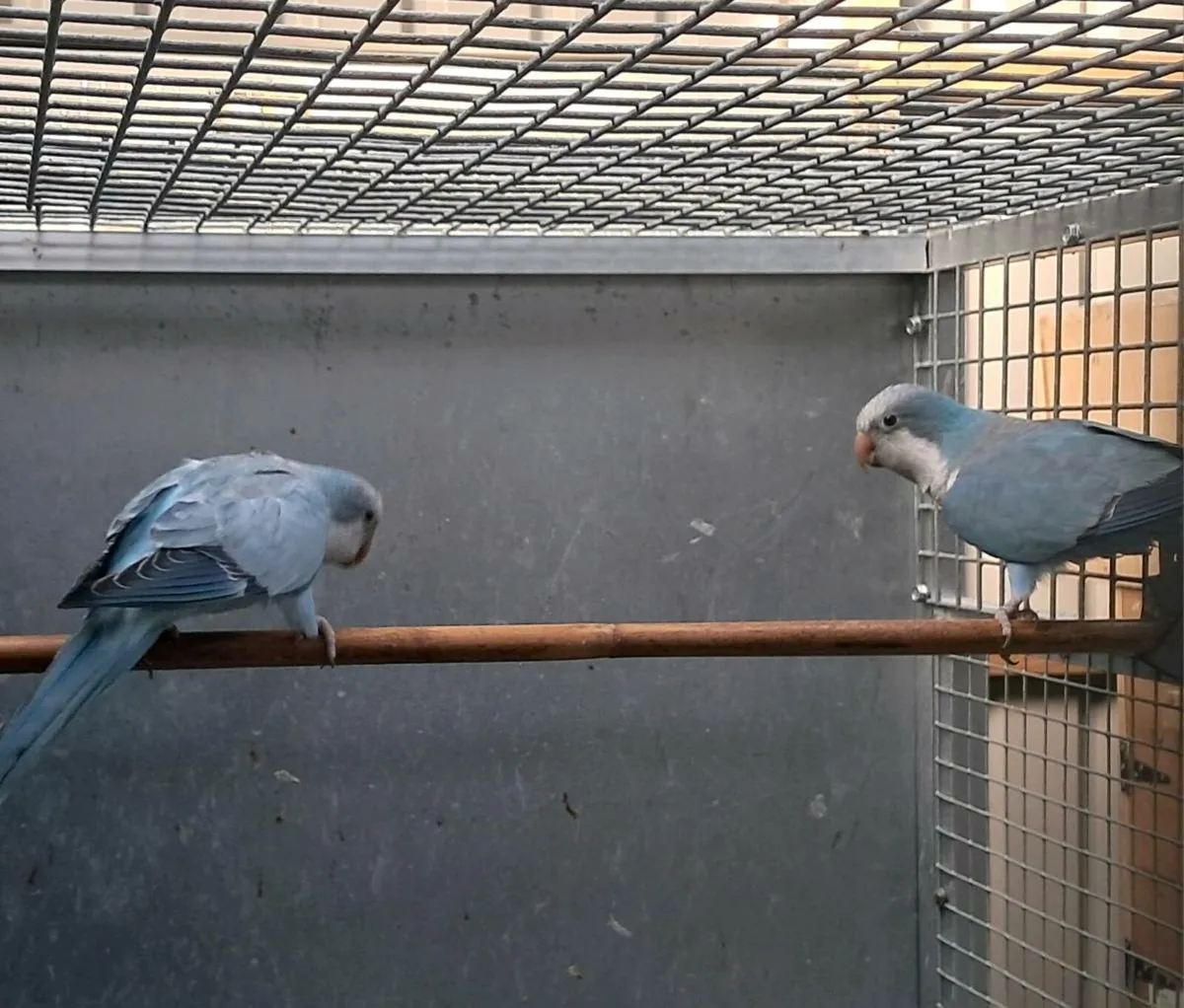 Quakers / Monks parakeets - Image 3