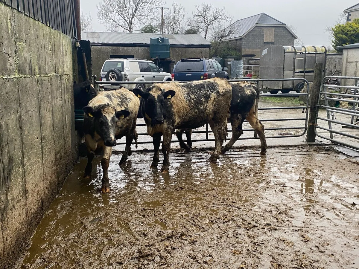 Blue shorthorn heifers for sale - Image 2