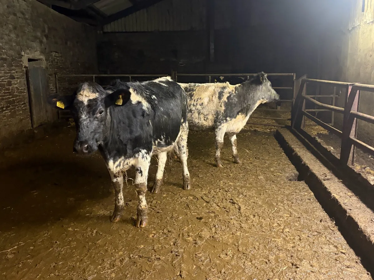 Blue shorthorn heifers for sale - Image 4