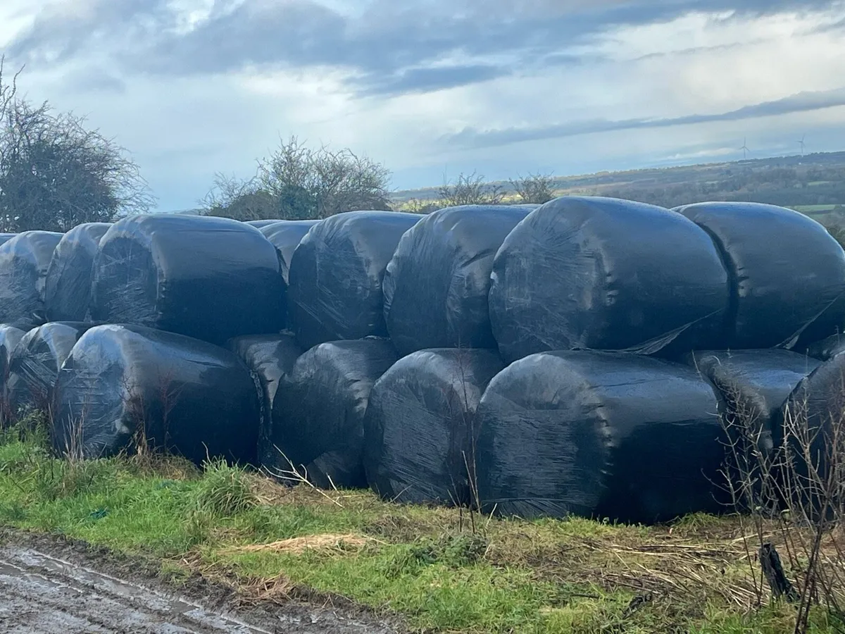 Silage bales - Image 1