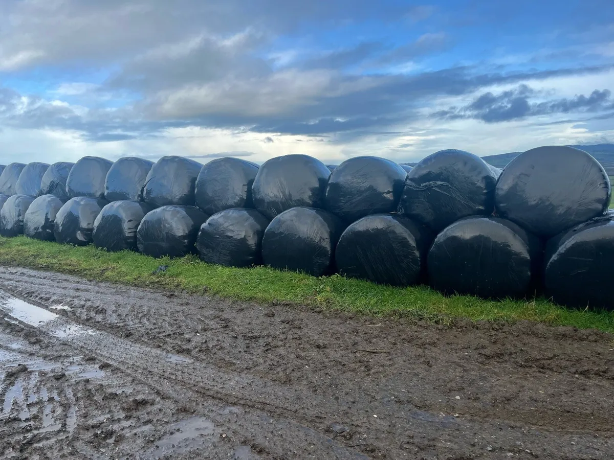 Silage bales - Image 4