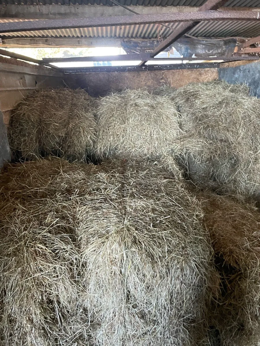 square bales of hay