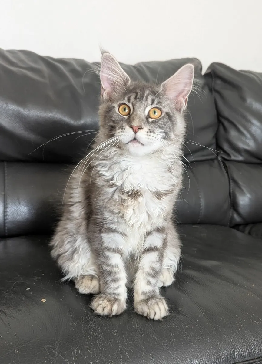 Maine coon kitten - Image 3