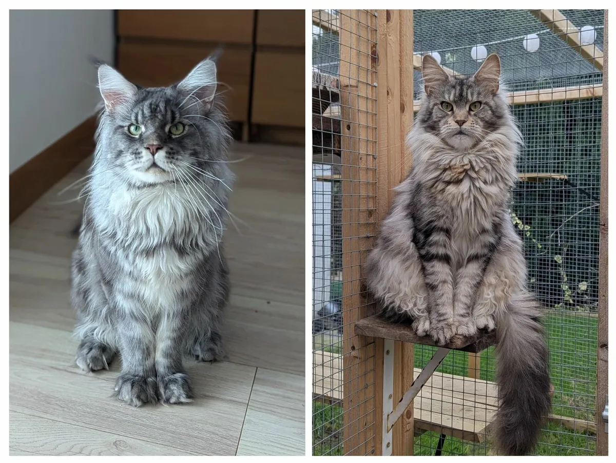 Maine coon kitten - Image 4