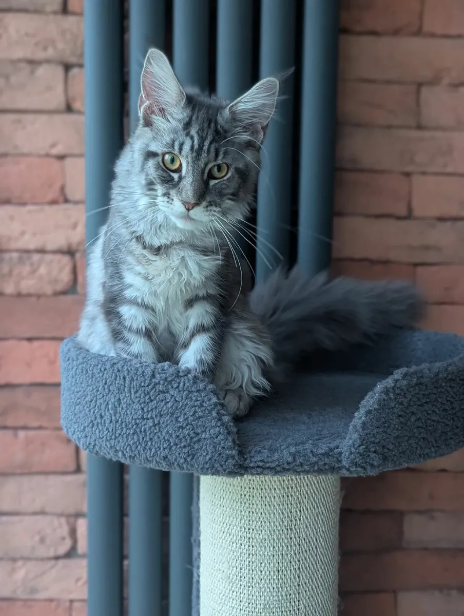 Maine coon kitten - Image 1