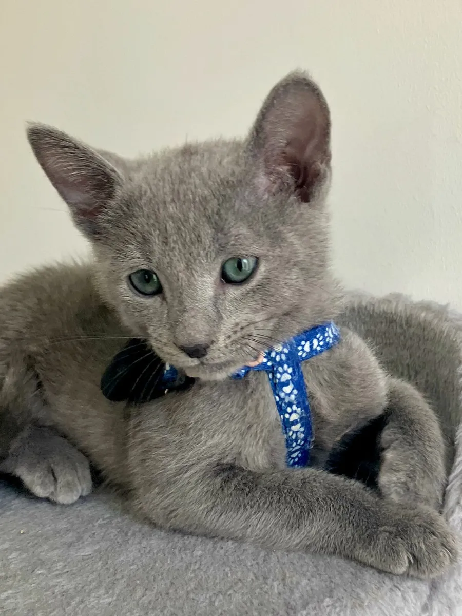 ✨ Russian Blue kittens - Ready now - Image 2
