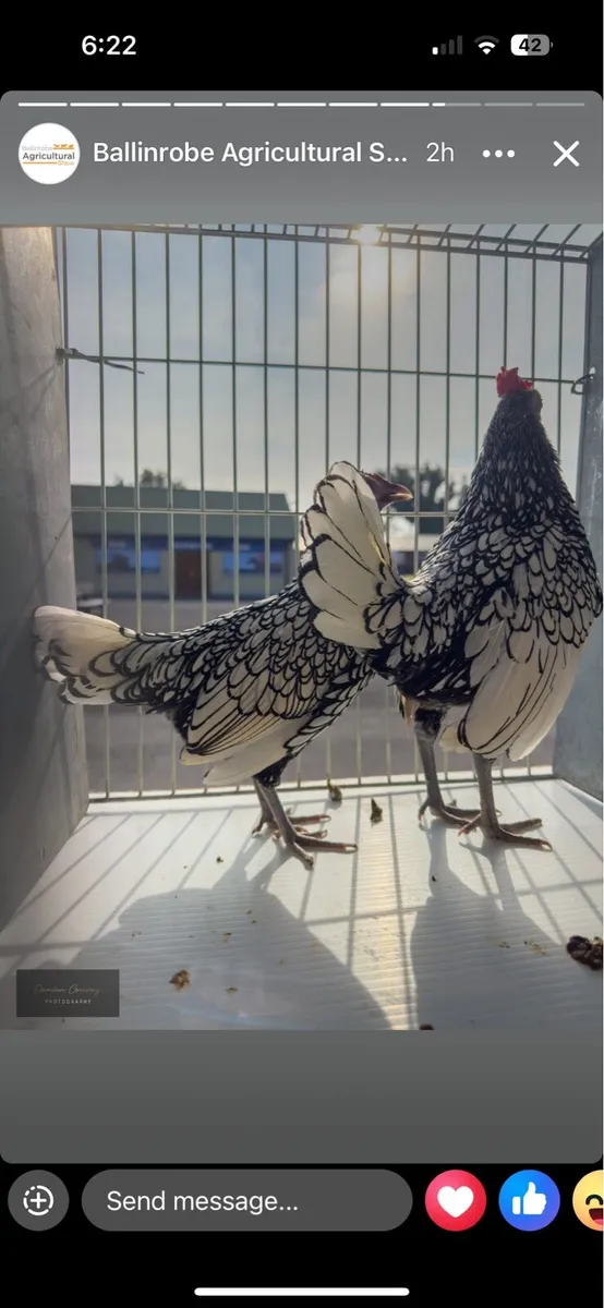 Looking for roosters or pairs ✨