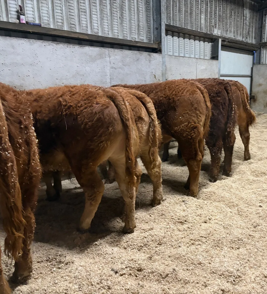 Limousin Bull Weanlings - Image 1