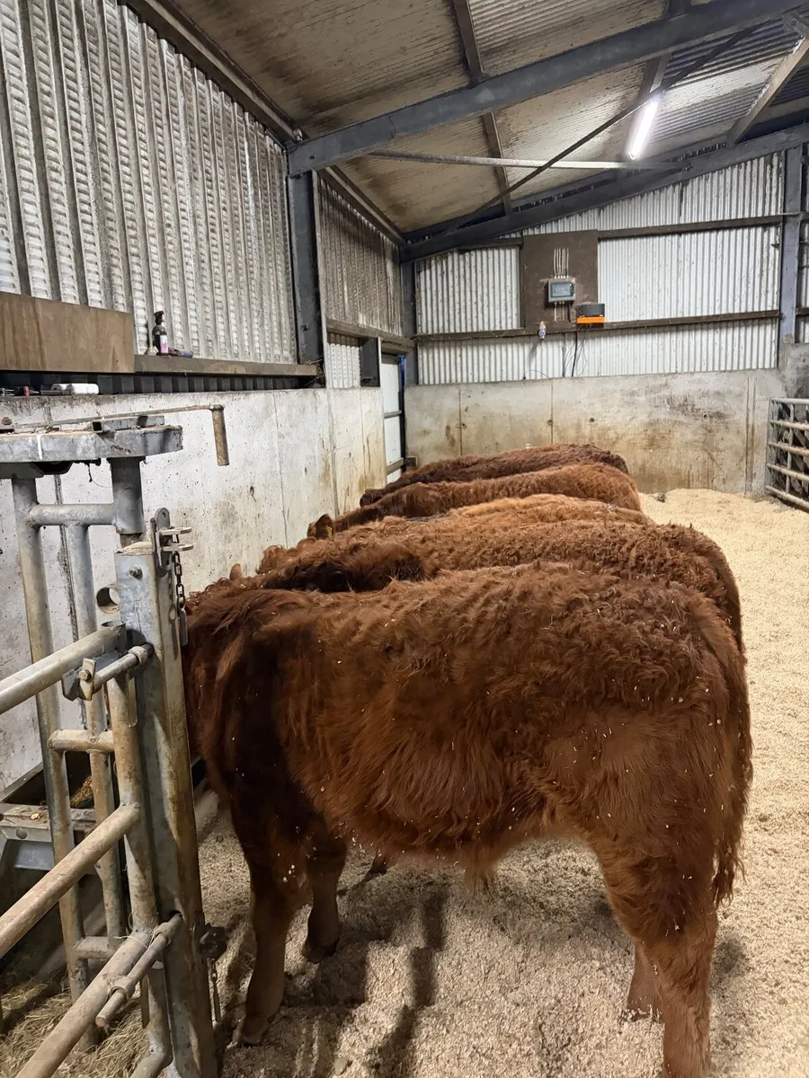 Limousin Bull Weanlings - Image 3