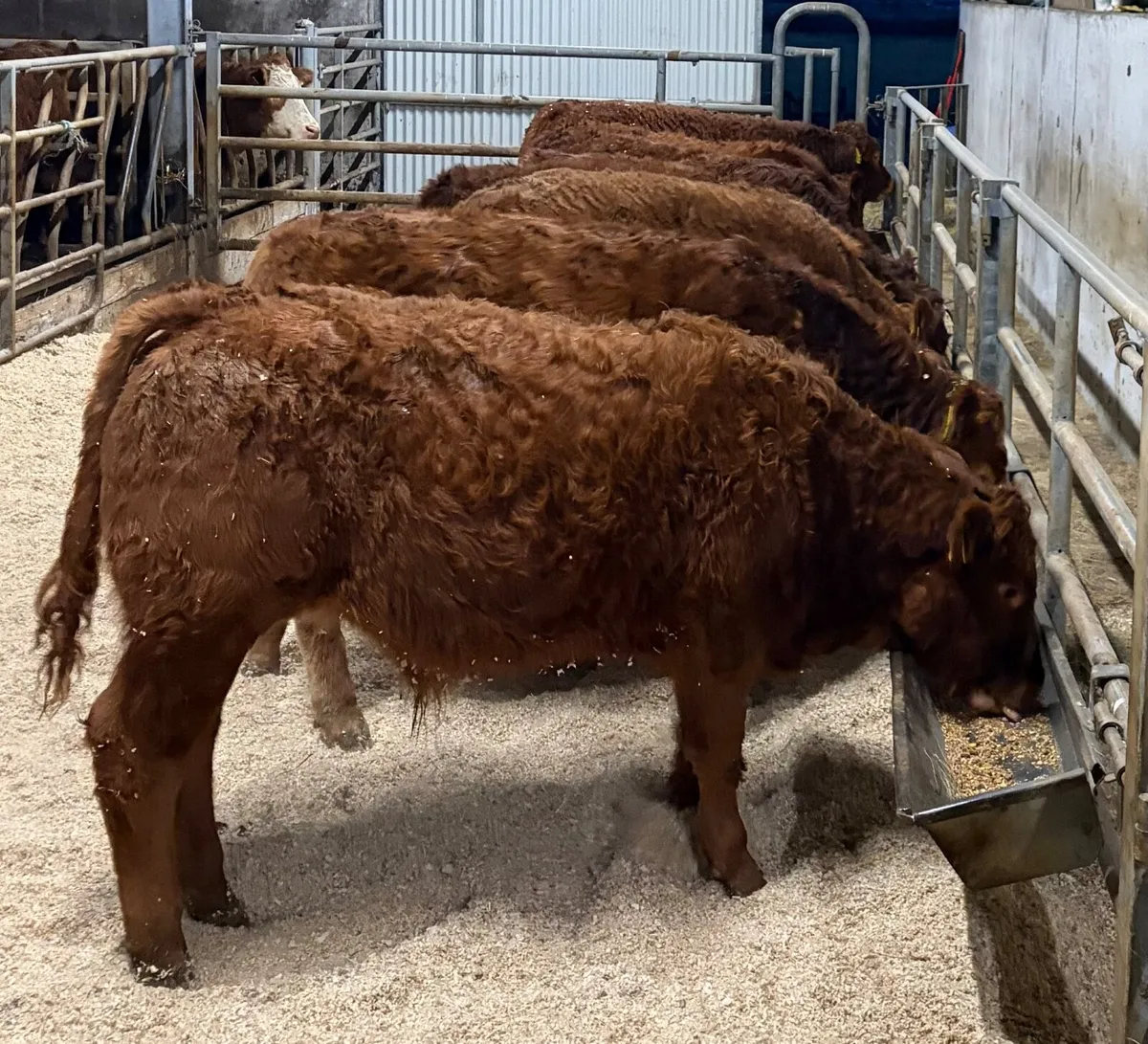 Limousin Bull Weanlings - Image 2
