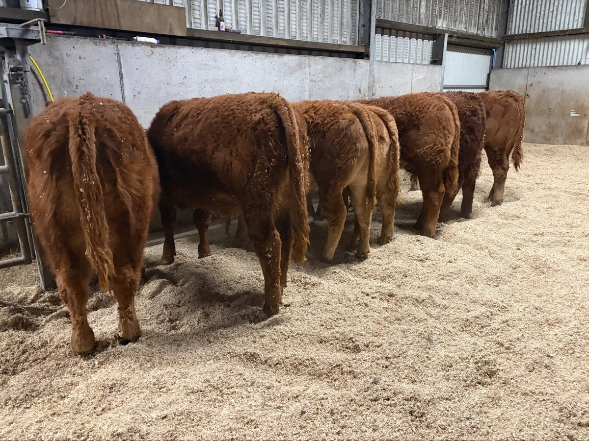 Limousin Bull Weanlings - Image 4